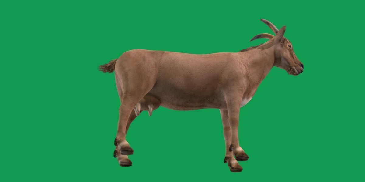 Domestic Goat Low-poly 3D model_11