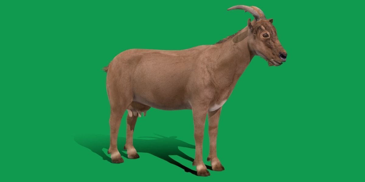 Domestic Goat Low-poly 3D model_24