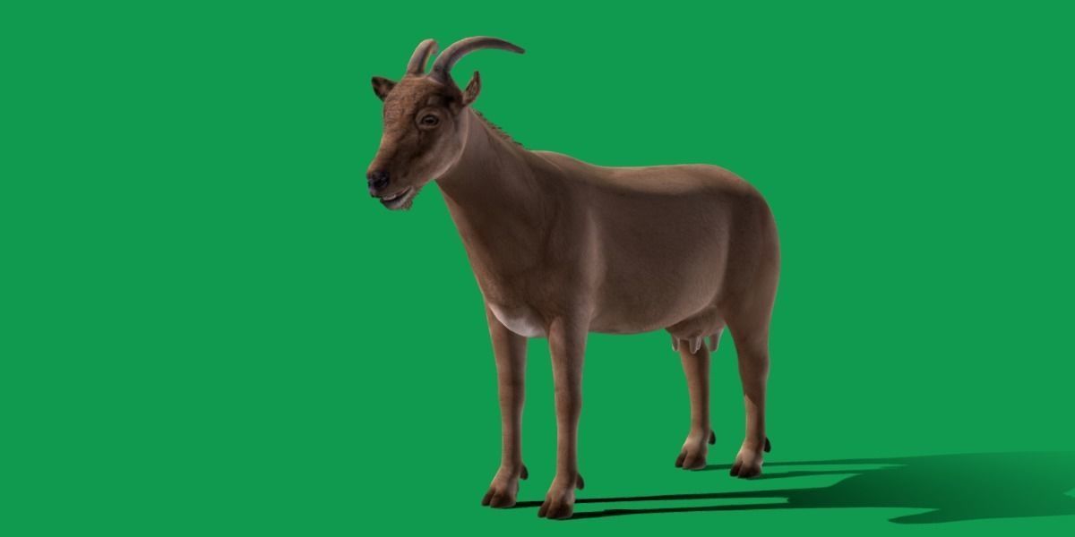 Domestic Goat Low-poly 3D model_26