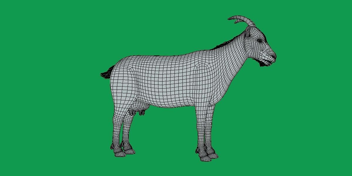 Domestic Goat Low-poly 3D model_21