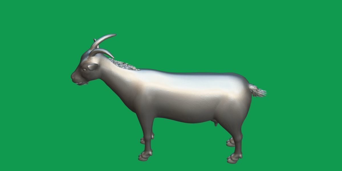 Domestic Goat Low-poly 3D model_25