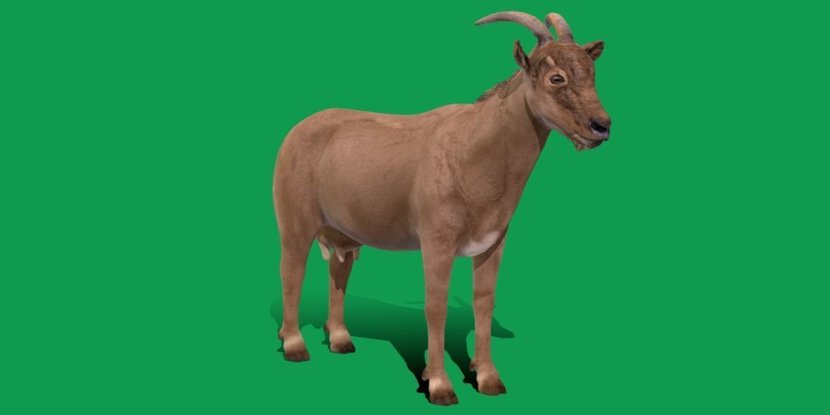 Domestic Goat Low-poly 3D model_8