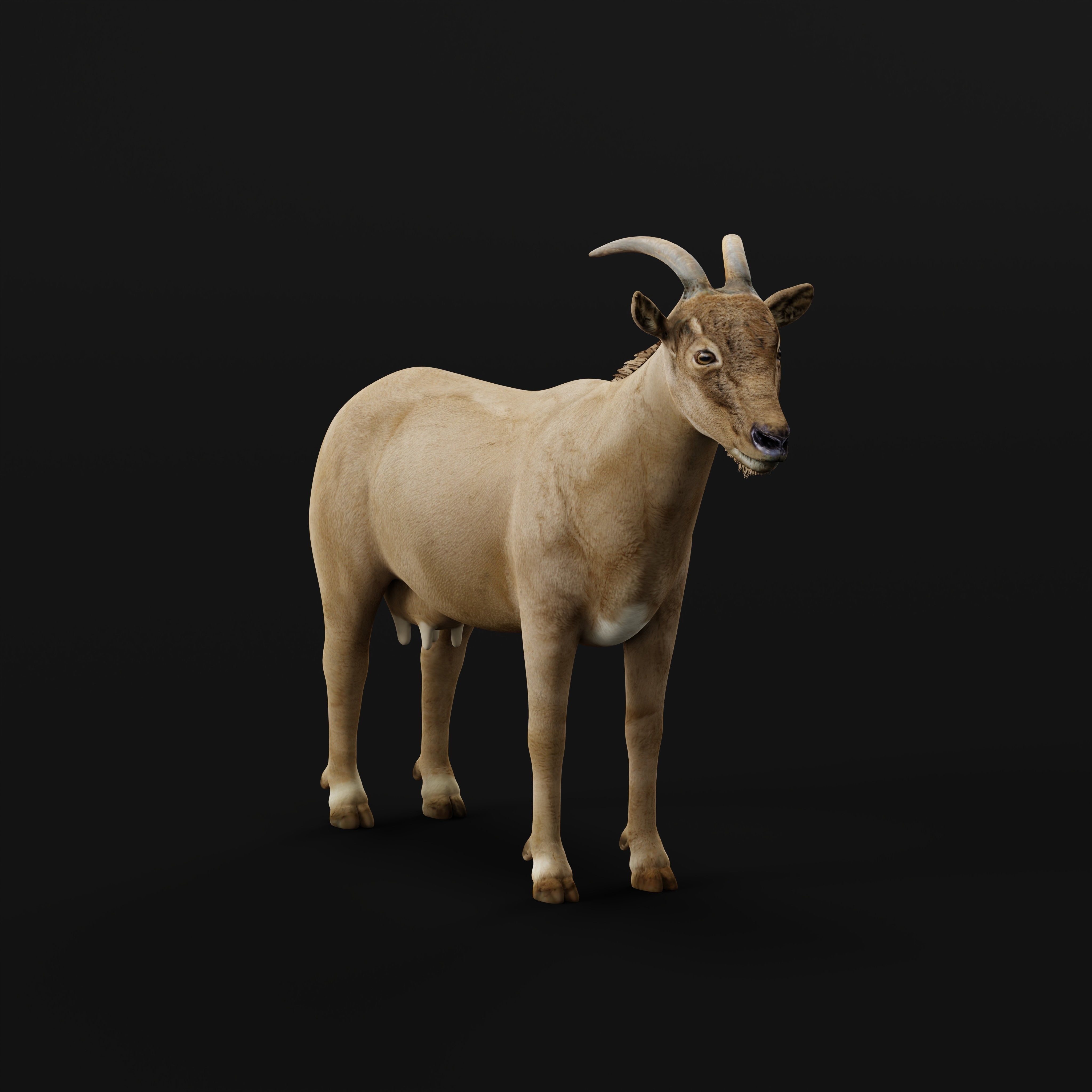 Domestic Goat Low-poly 3D model_7
