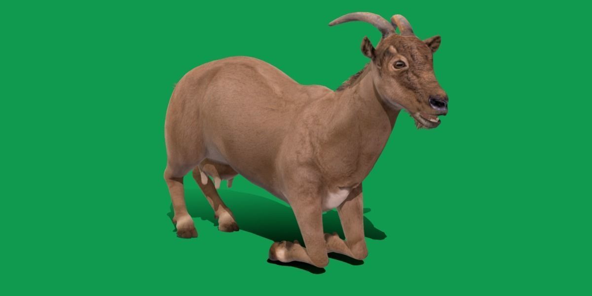 Domestic Goat Low-poly 3D model_33