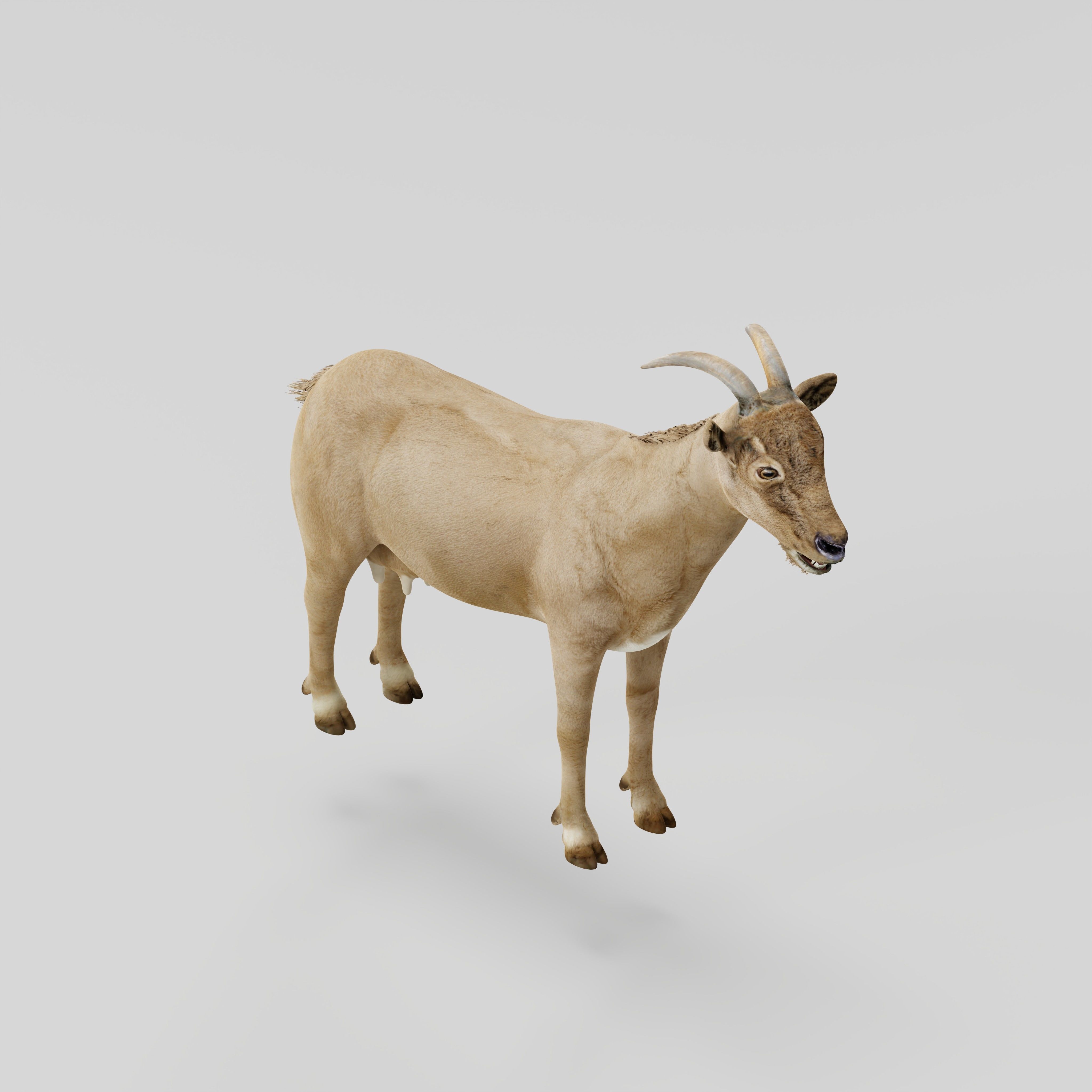 Domestic Goat Low-poly 3D model_12