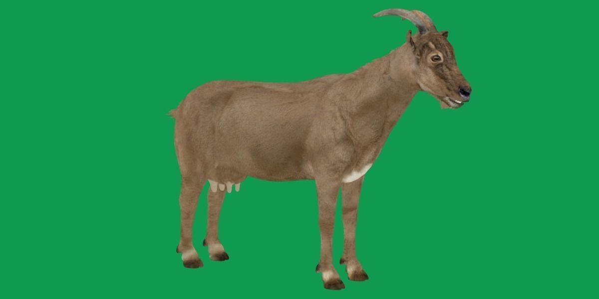 Domestic Goat Low-poly 3D model_15