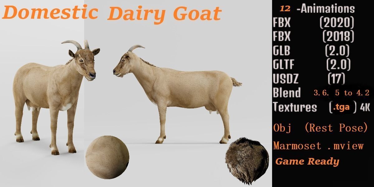 Domestic Goat Low-poly 3D model_2
