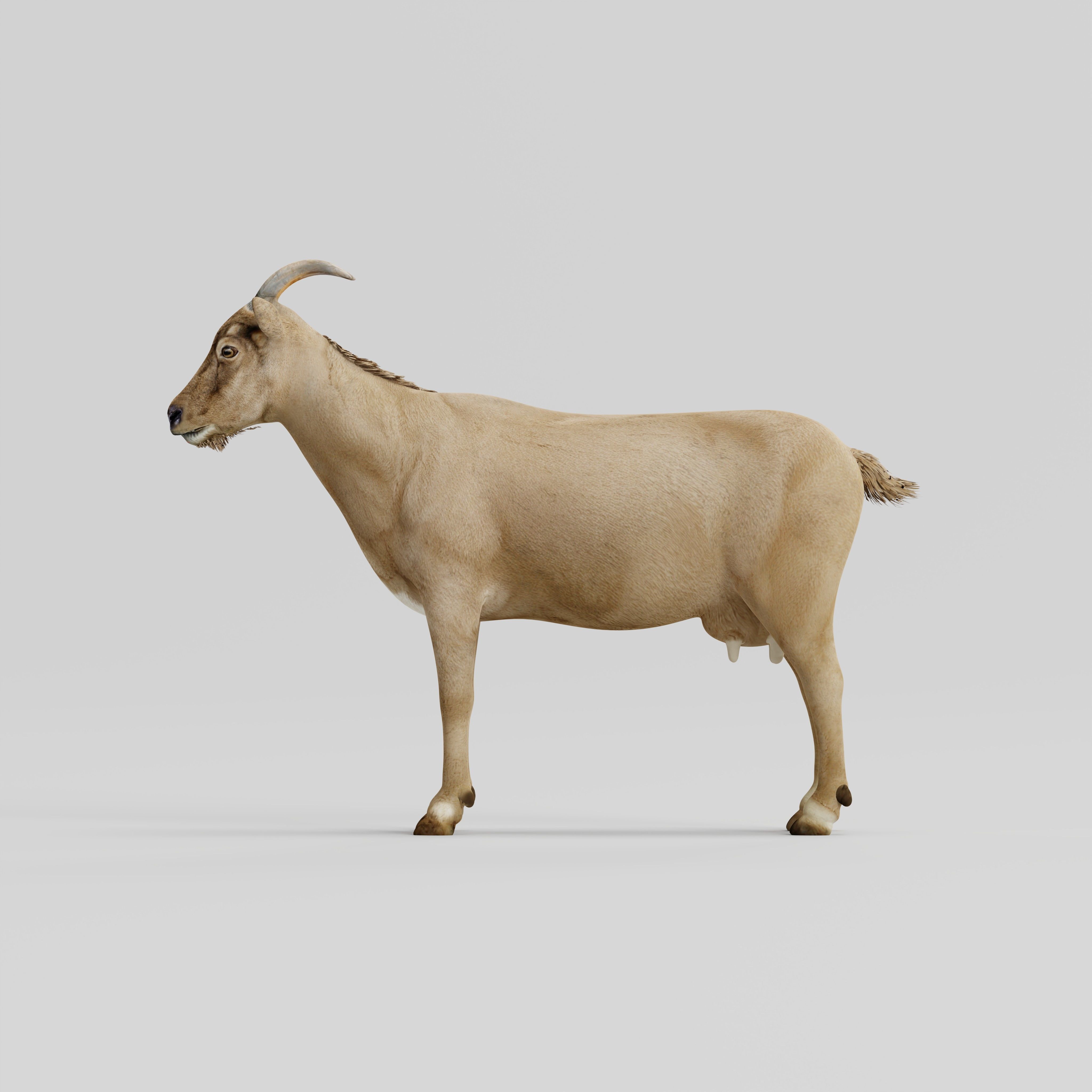 Domestic Goat Low-poly 3D model_10