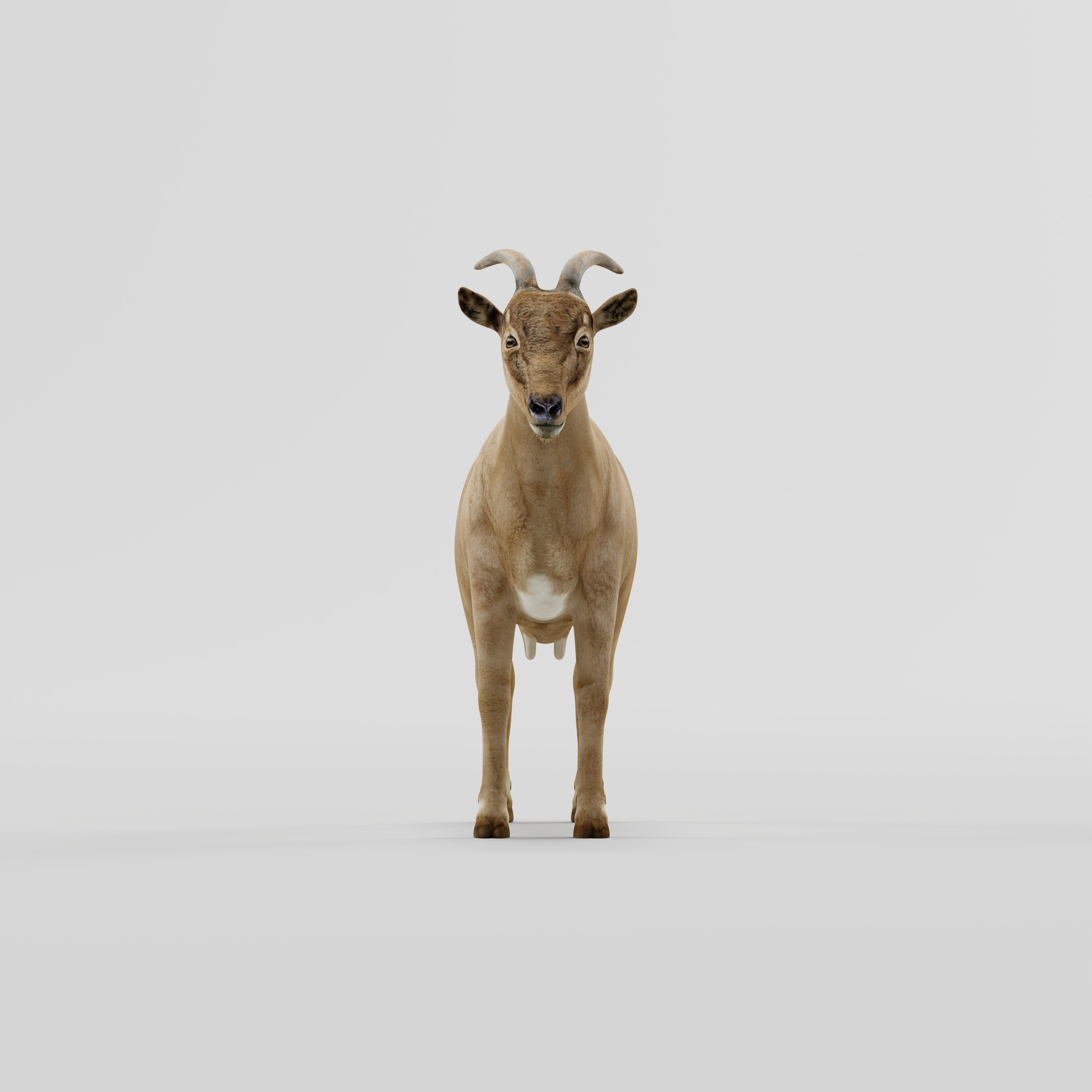 Domestic Goat Low-poly 3D model_5