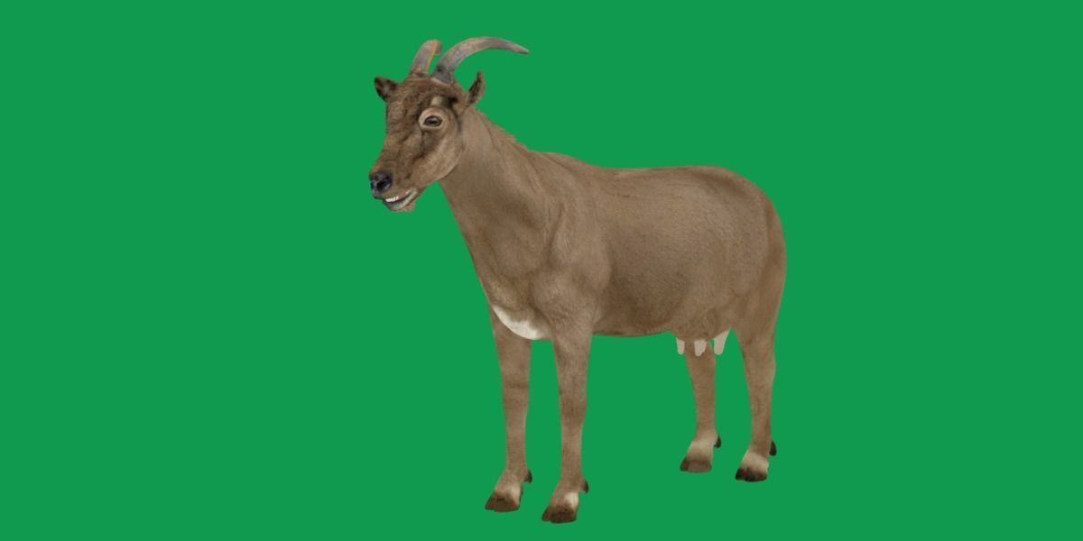 Domestic Goat Low-poly 3D model_17