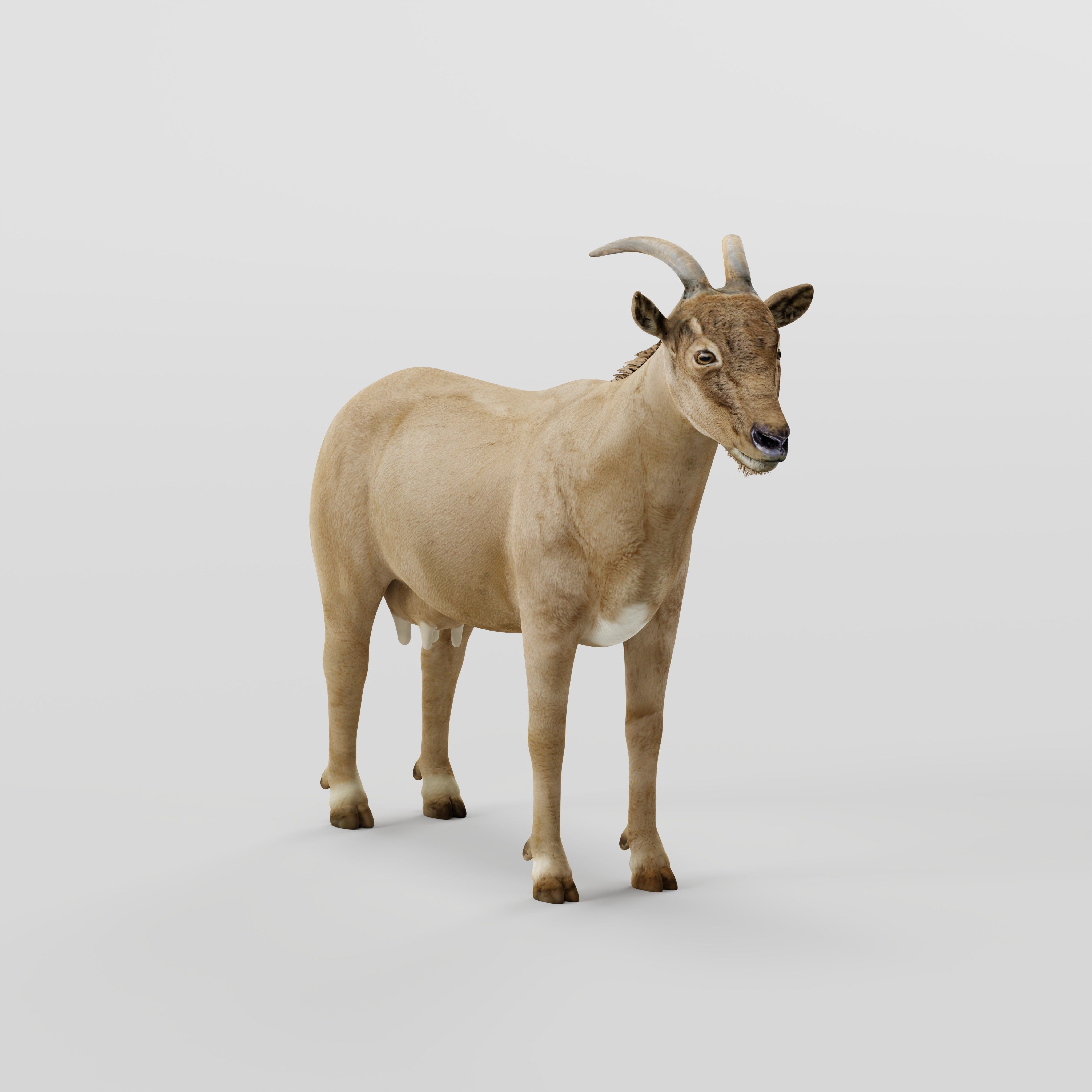 Domestic Goat Low-poly 3D model_4