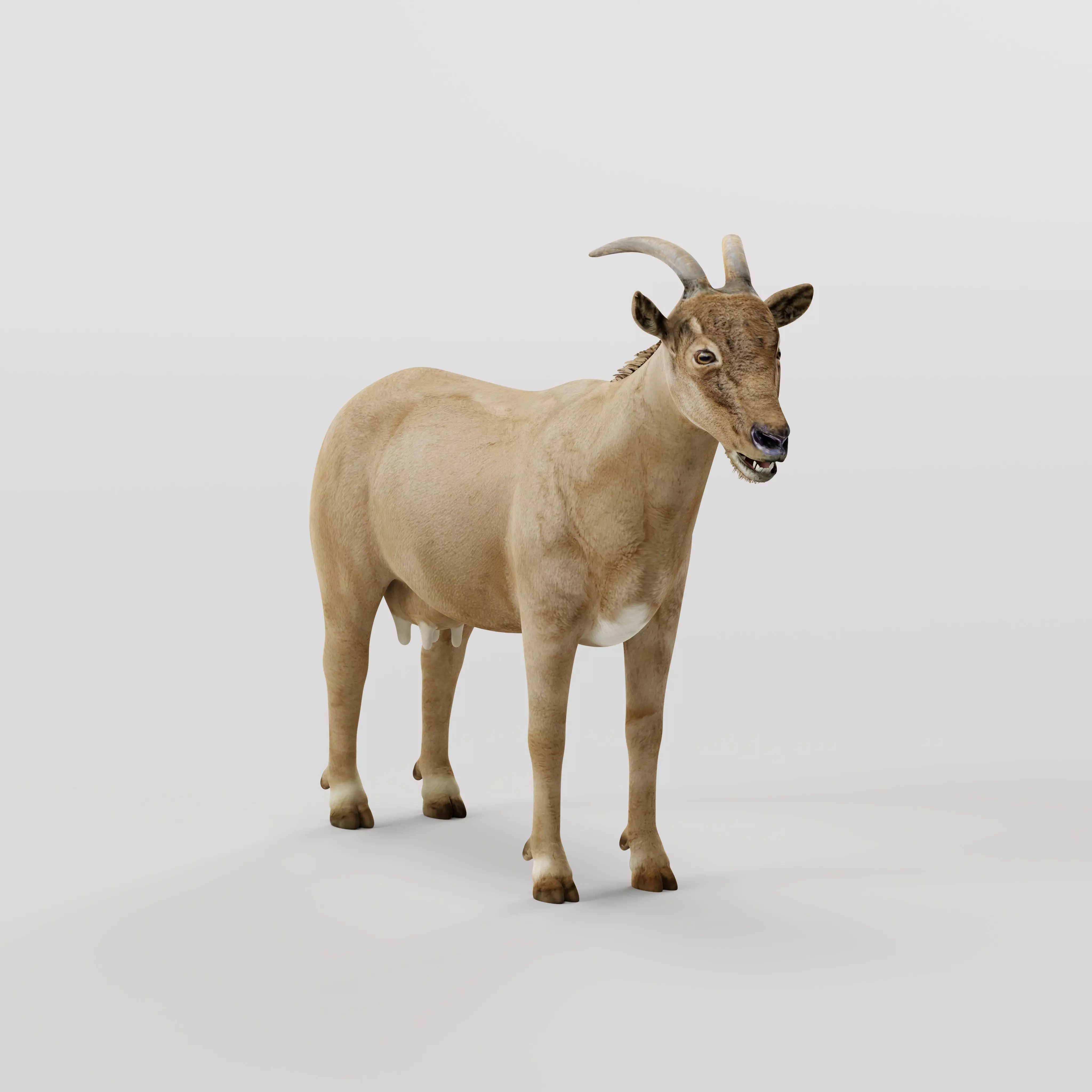Domestic Goat Low-poly 3D model_0