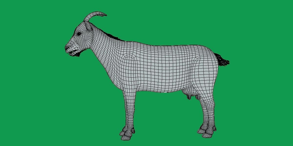 Domestic Goat Low-poly 3D model_19