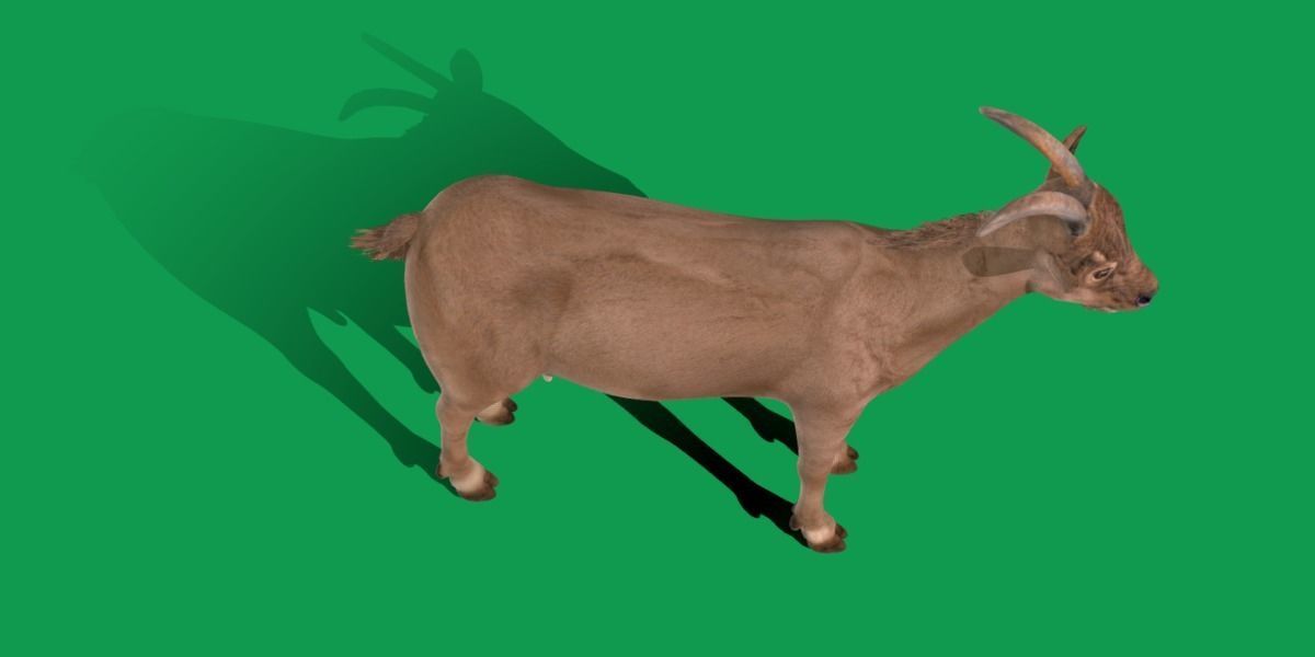 Domestic Goat Low-poly 3D model_16