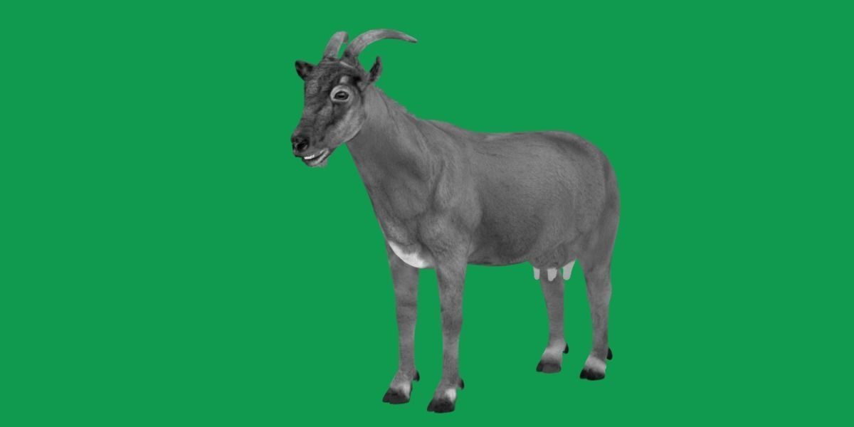 Domestic Goat Low-poly 3D model_20