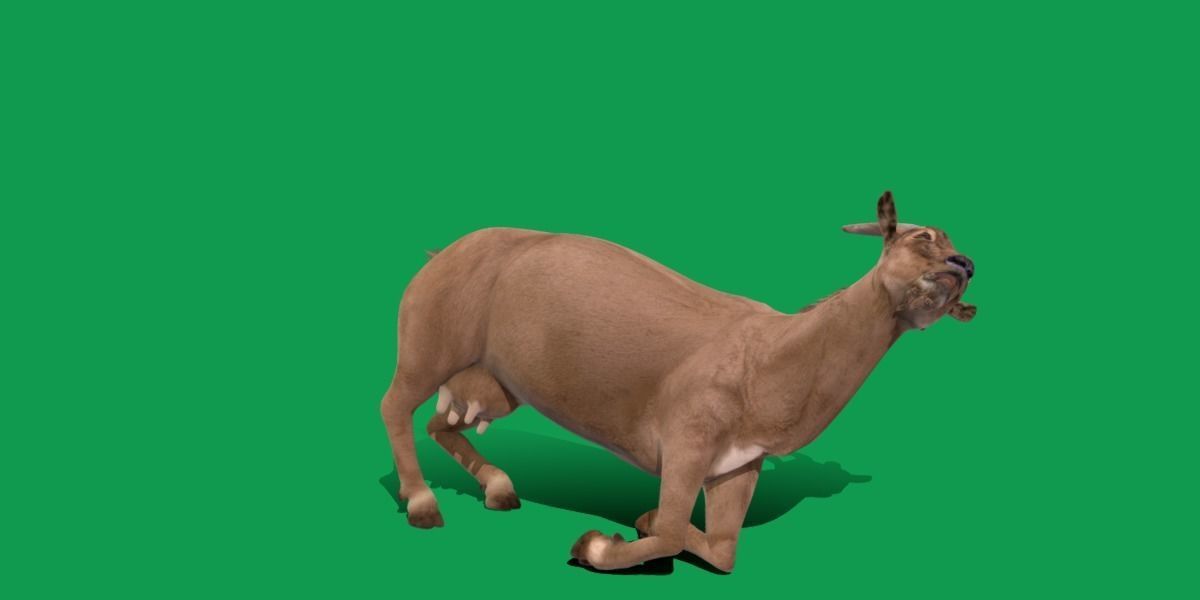 Domestic Goat Low-poly 3D model_9
