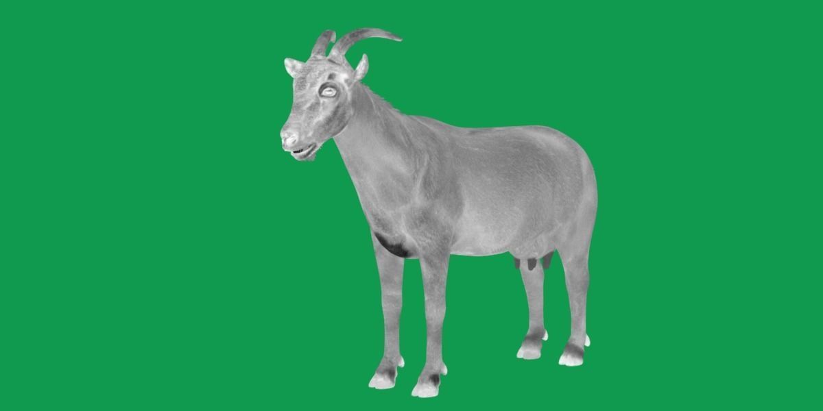 Domestic Goat Low-poly 3D model_28