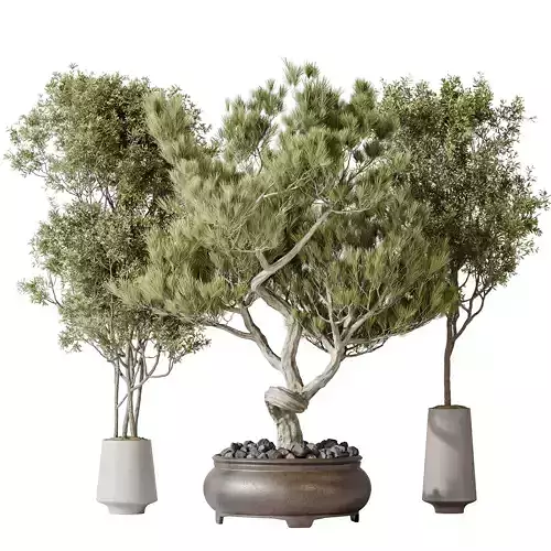 Indoor plants set 117 Bonsai Pinus Pentaphylla Thunbergii