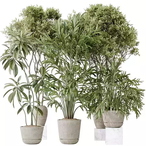 Indoor plants set 121 Dypsis Lutescens Palm and Wilsonii