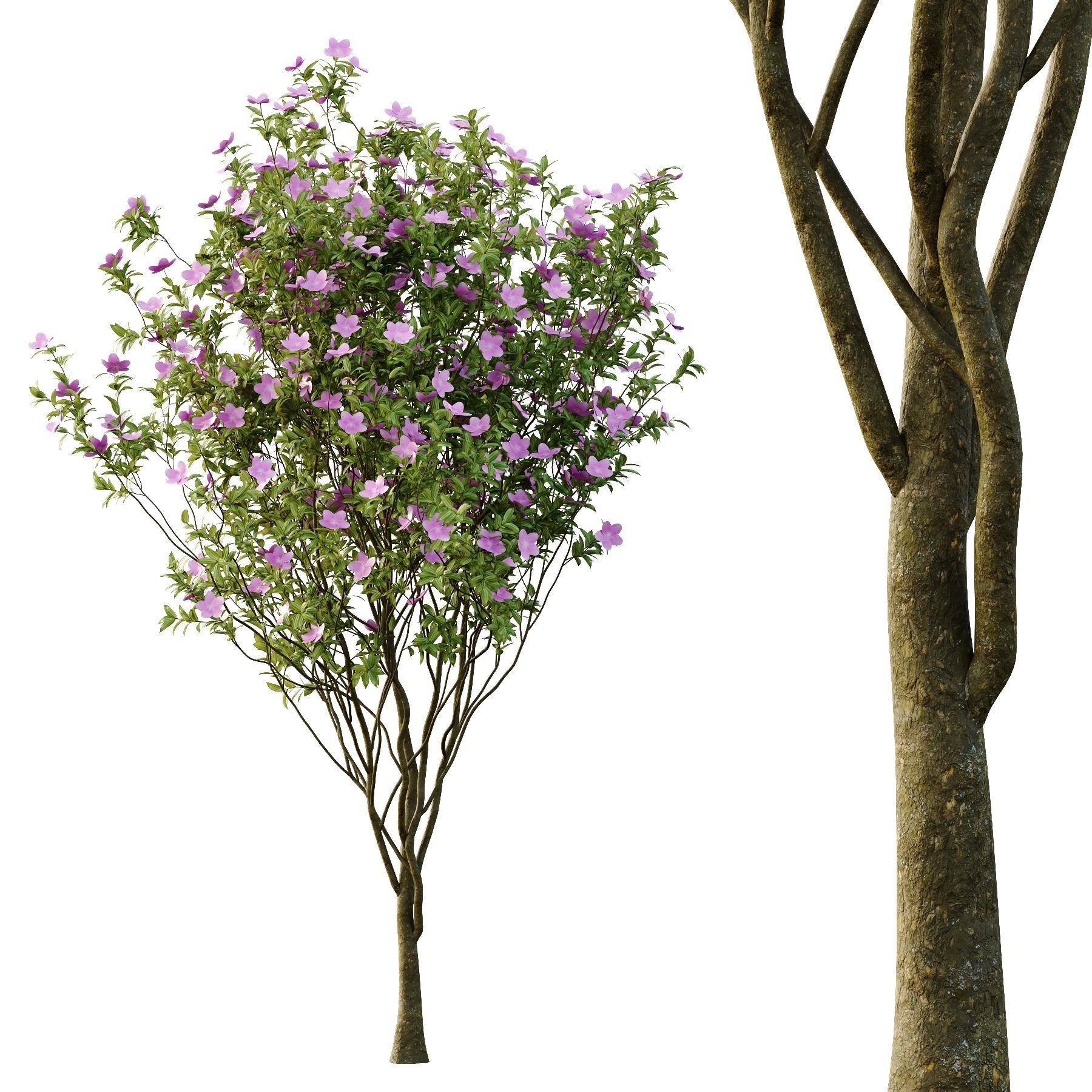 Tibouchina Semidecandra Tree06 3D model_4