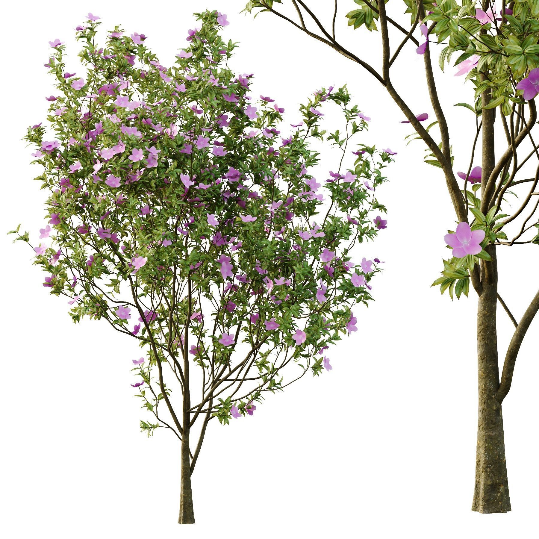 Tibouchina Semidecandra Tree06 3D model_5