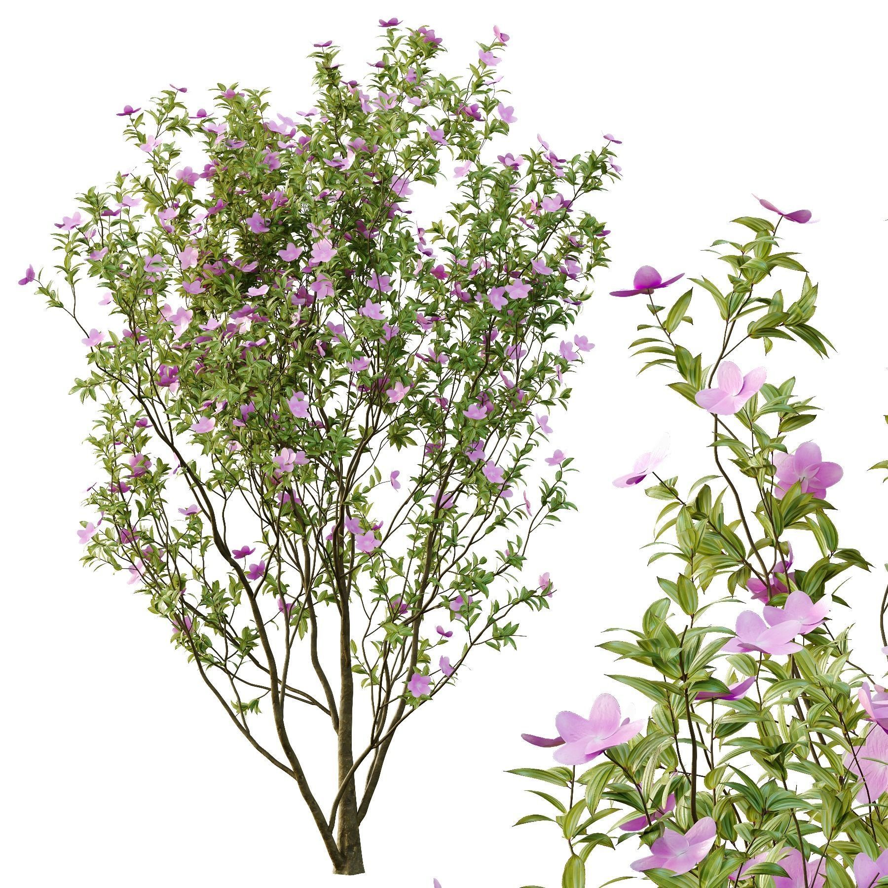 Tibouchina Semidecandra Tree06 3D model_2