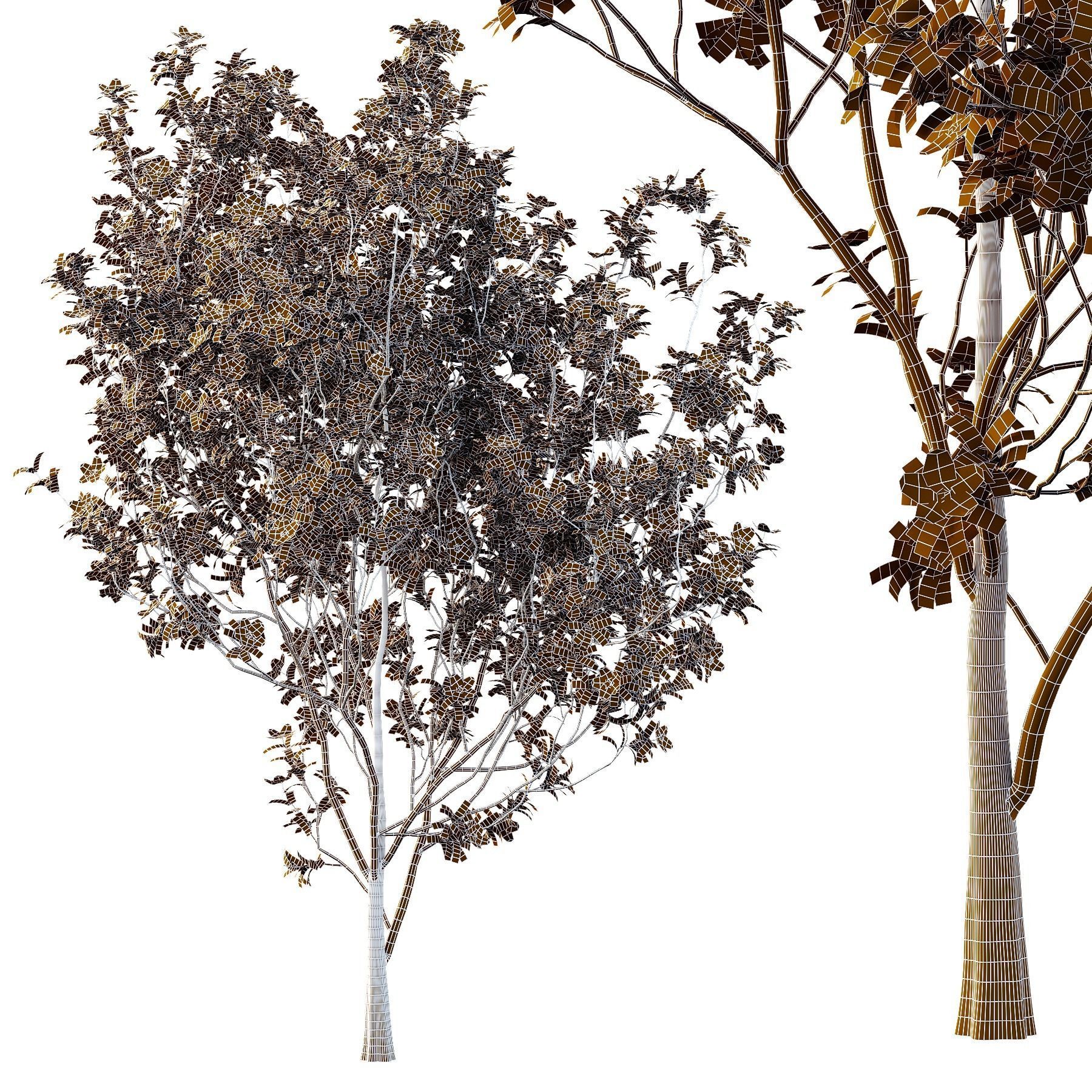 Tibouchina Semidecandra Tree06 3D model_6