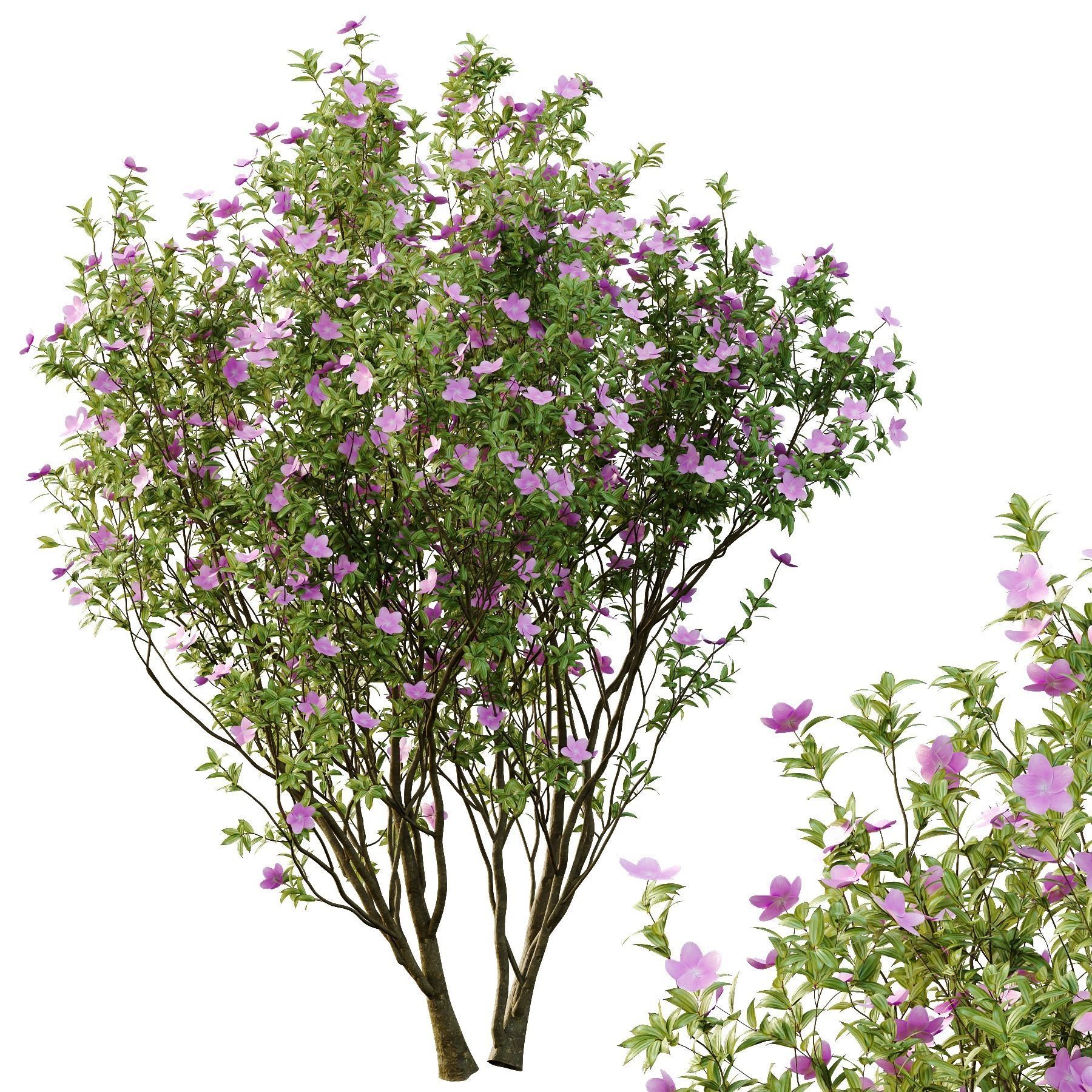 Tibouchina Semidecandra Tree06 3D model_1