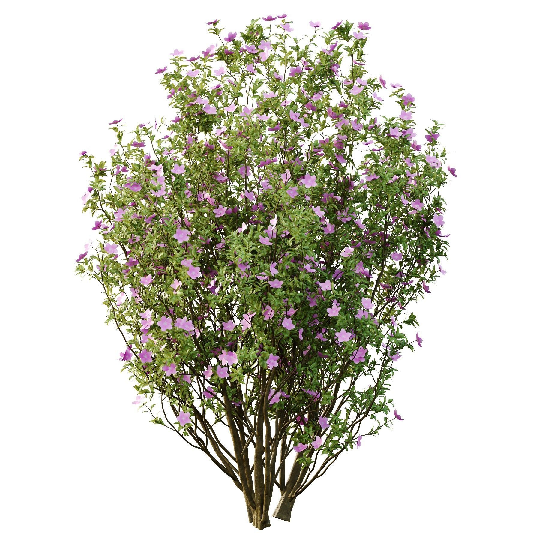 Tibouchina Semidecandra Tree06 3D model_3