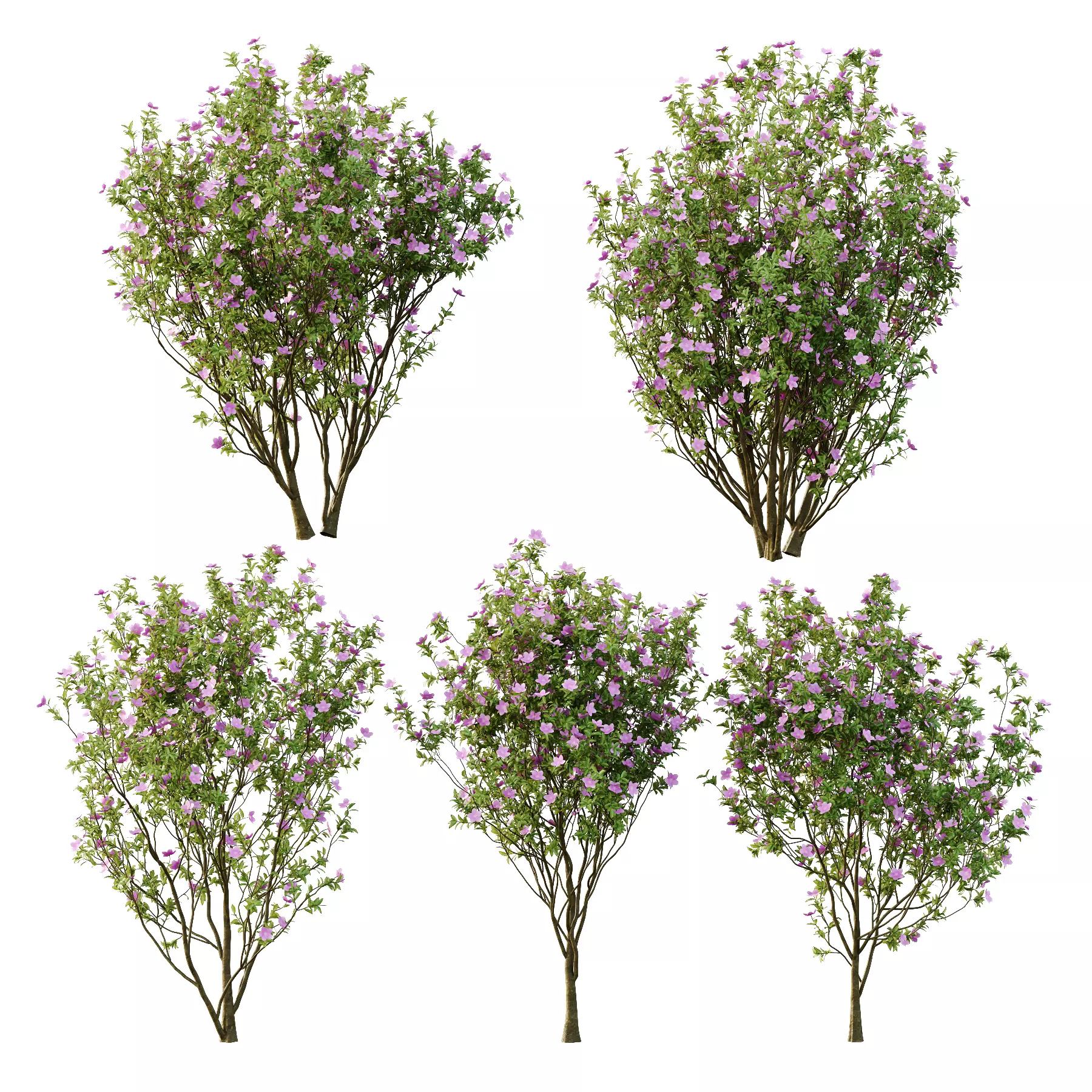 Tibouchina Semidecandra Tree06 3D model_0