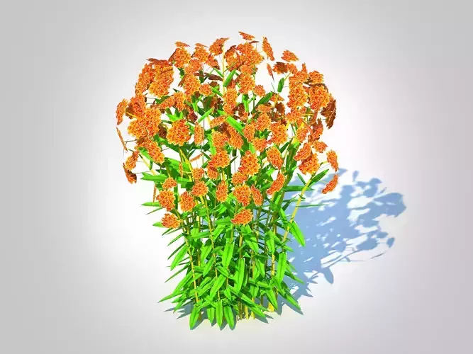 plant  Asclepias tuberosa - Butterfly Weed   Low-poly 3D model