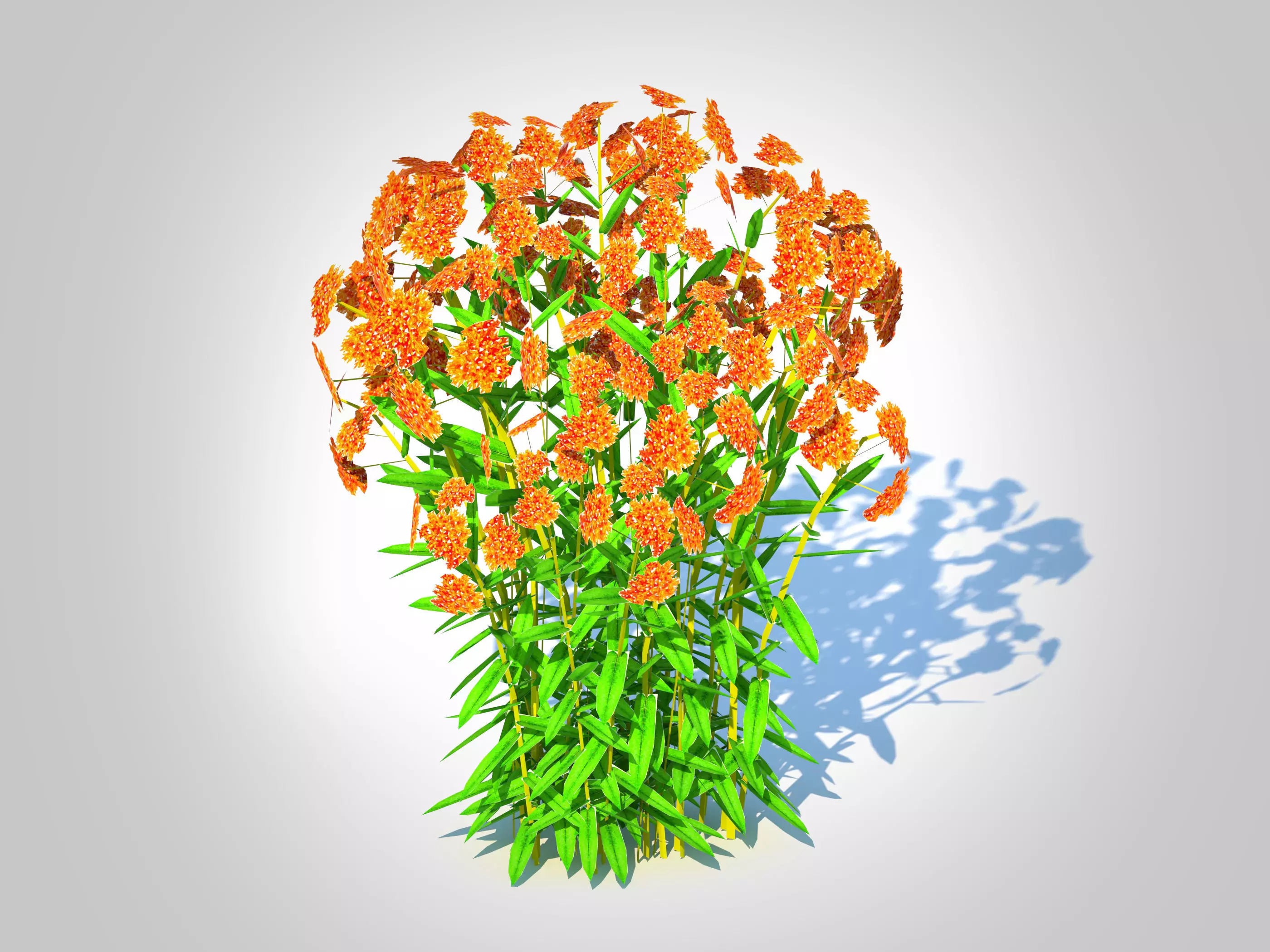 plant Asclepias tuberosa - Butterfly Weed Low-poly 3D model