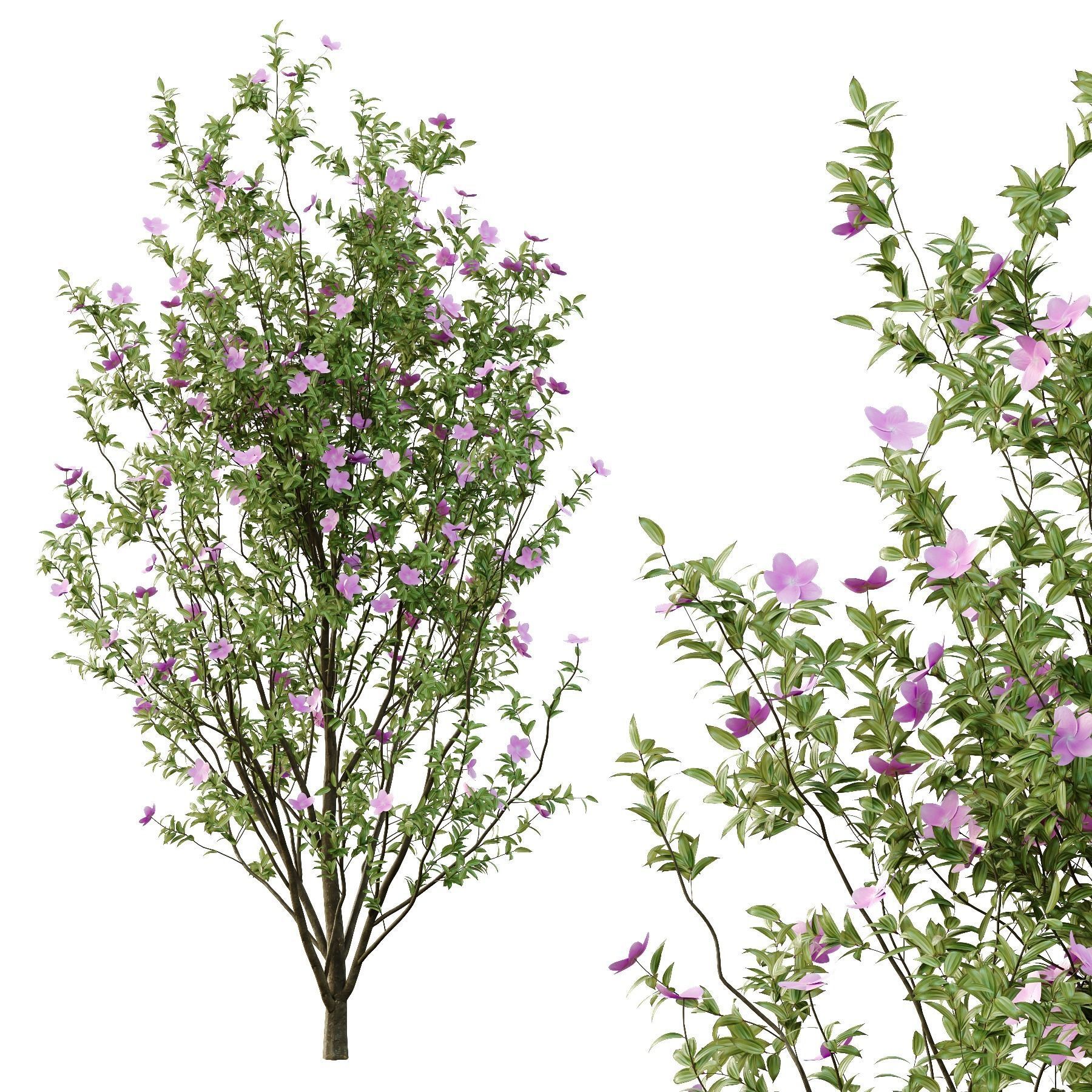 Tibouchina Semidecandra Tree07 3D model_3
