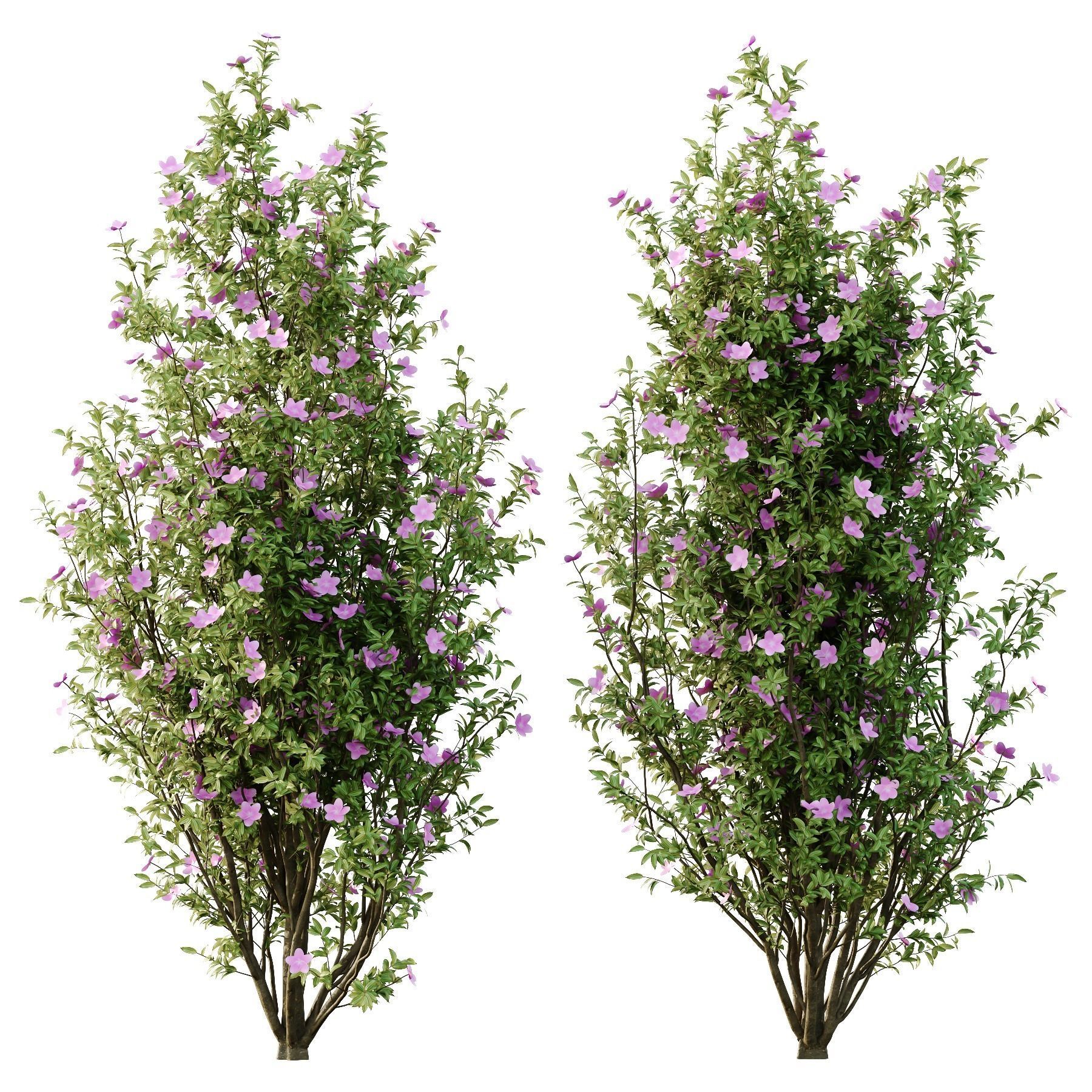 Tibouchina Semidecandra Tree07 3D model_1