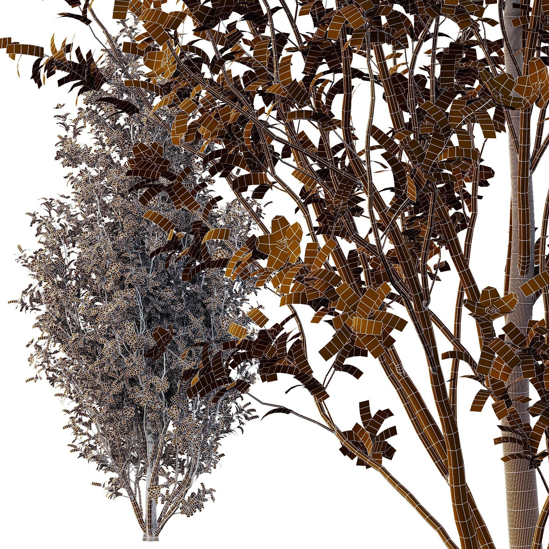 Tibouchina Semidecandra Tree07 3D model_4