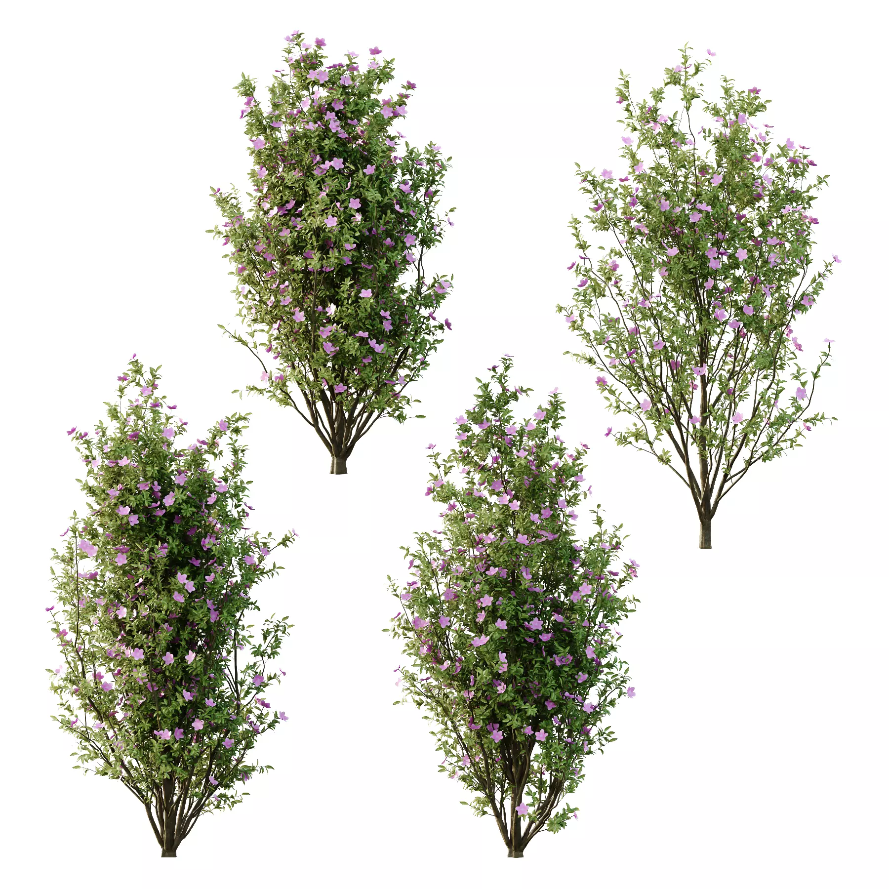 Tibouchina Semidecandra Tree07 3D model_0