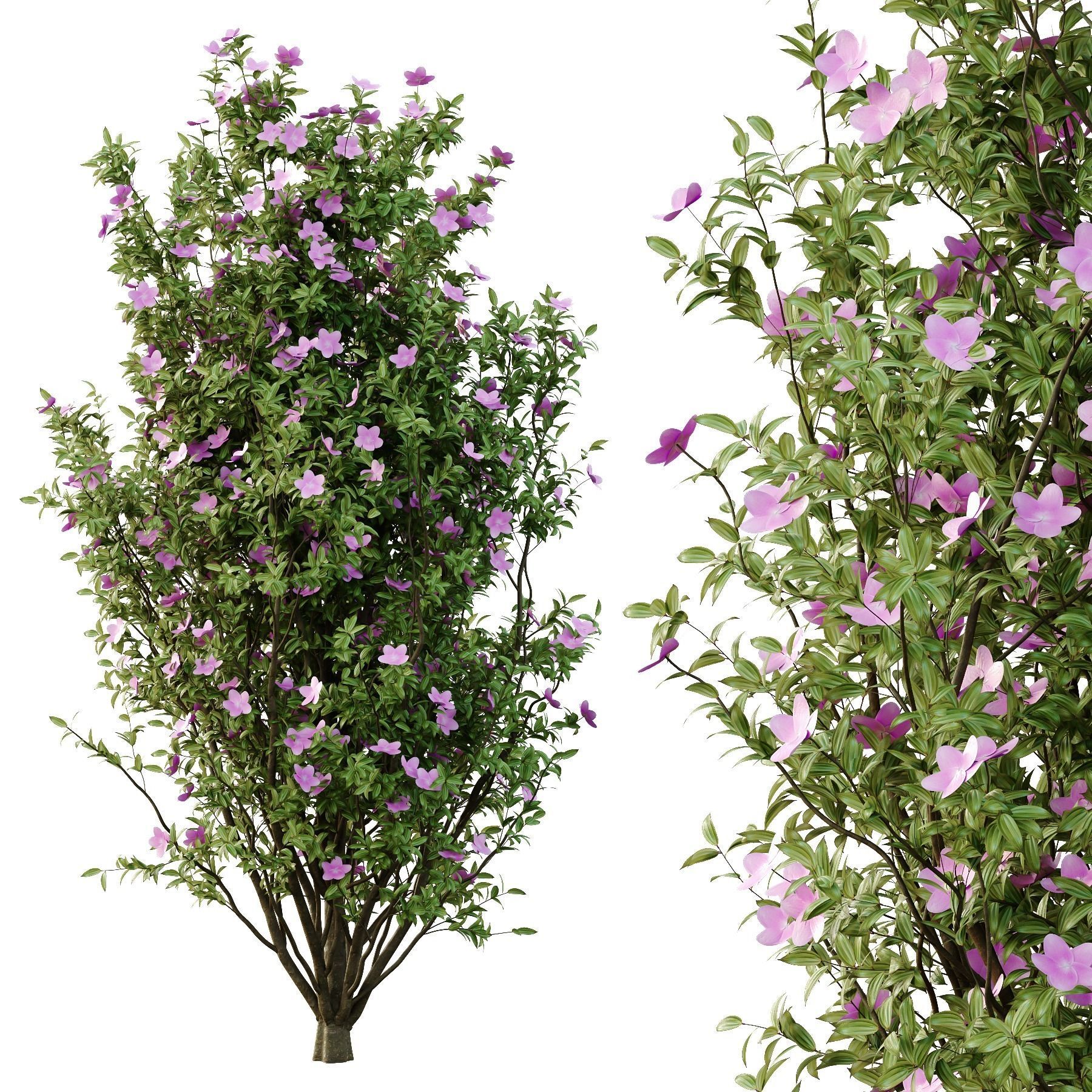 Tibouchina Semidecandra Tree07 3D model_2