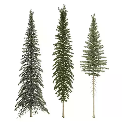 Spruce Tree Pack Low-poly 3D model
