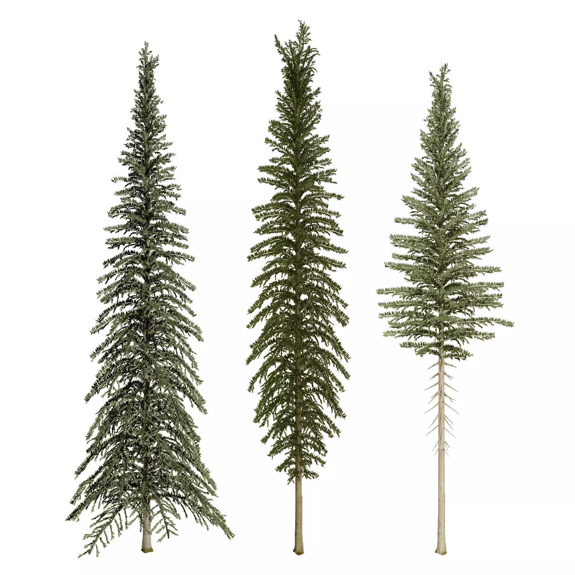 Spruce Tree Pack Low-poly 3D model_0