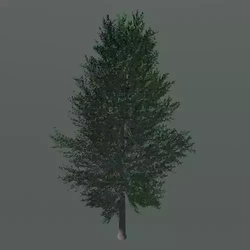 Tree 24L09