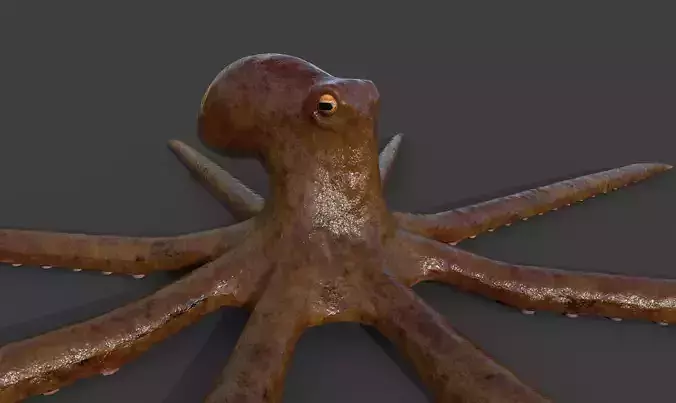 Octopus Low-poly 3D model