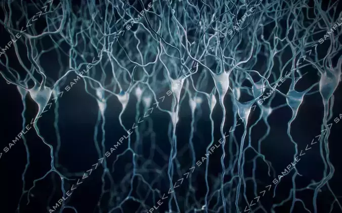 Pyramidal-Neurons set neuron 3D model