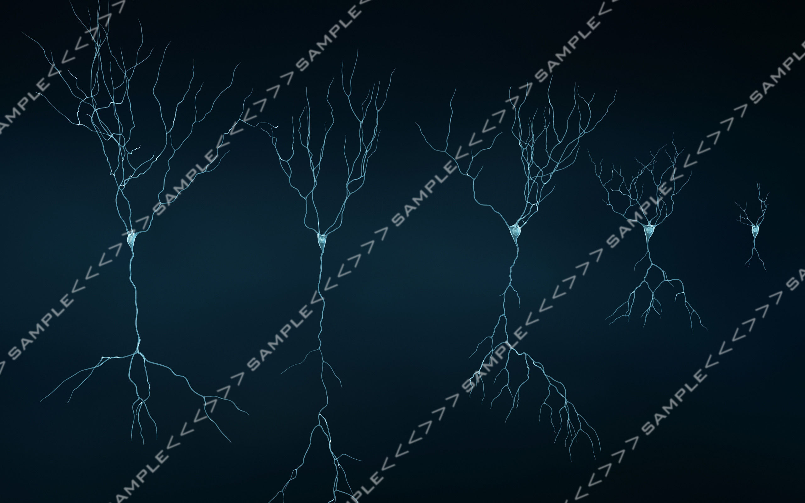 Pyramidal-Neurons set neuron 3D model_1