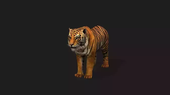 tiger realistic
