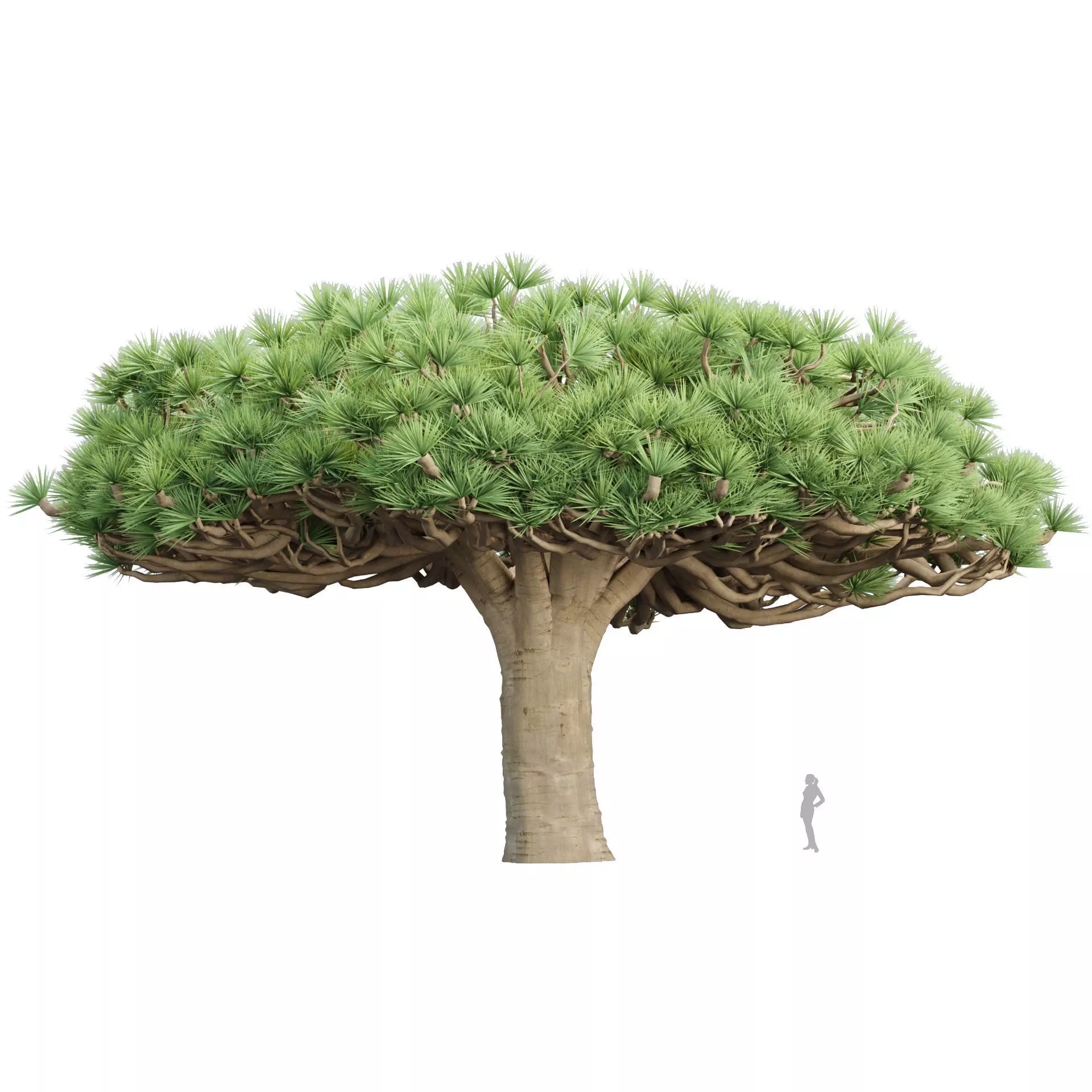 3D Socotra dragon trees vol 14-Blender 3D model