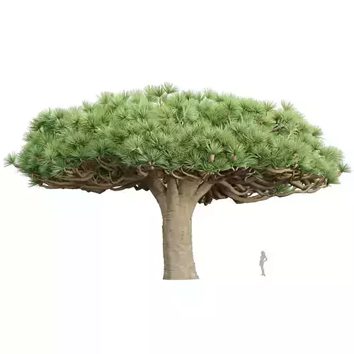 3D Socotra dragon trees vol 14-Blender 3D model