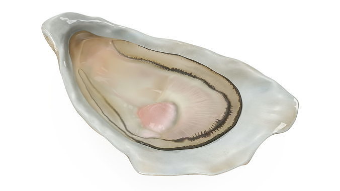 Opened Oyster 3D model 5