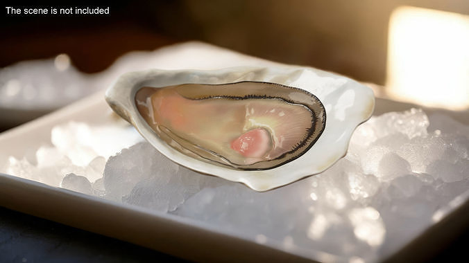 Opened Oyster 3D model