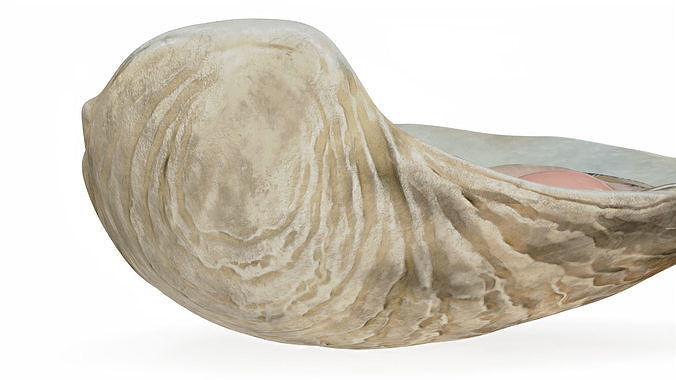 Opened Oyster 3D model 7