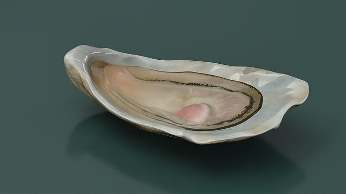Opened Oyster 3D model 3